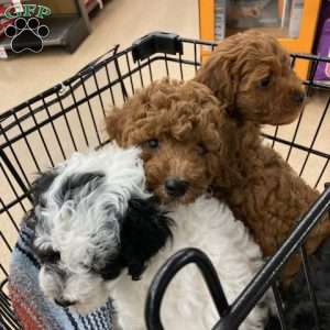 Pinto, Cavalier King Charles Mix Puppy